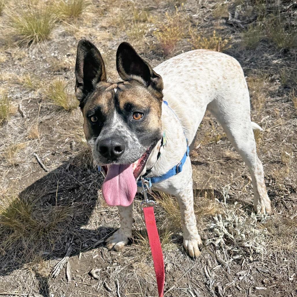 Enlarge Yarrow, a Adoptable Mixed Breed in Idaho Falls, ID image 2/6