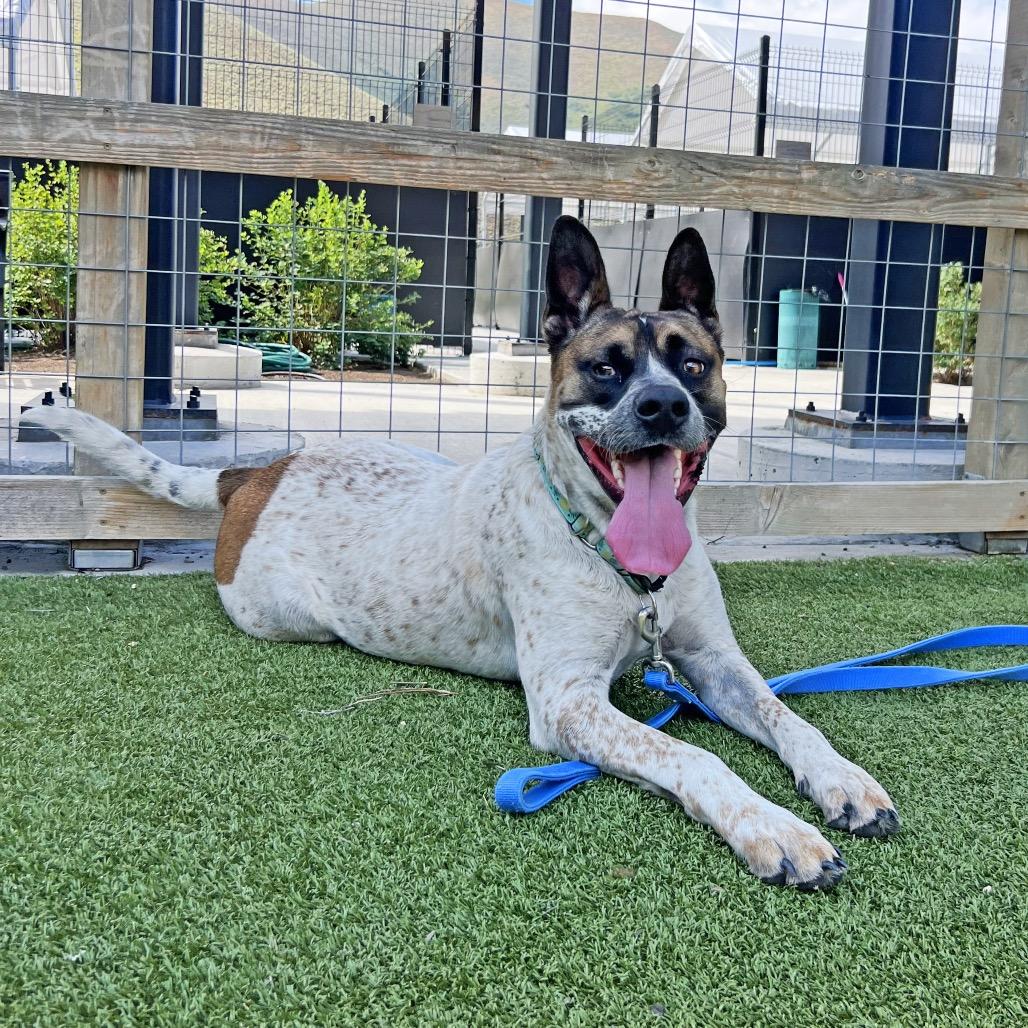 Enlarge Yarrow, a Adoptable Mixed Breed in Idaho Falls, ID image 5/6