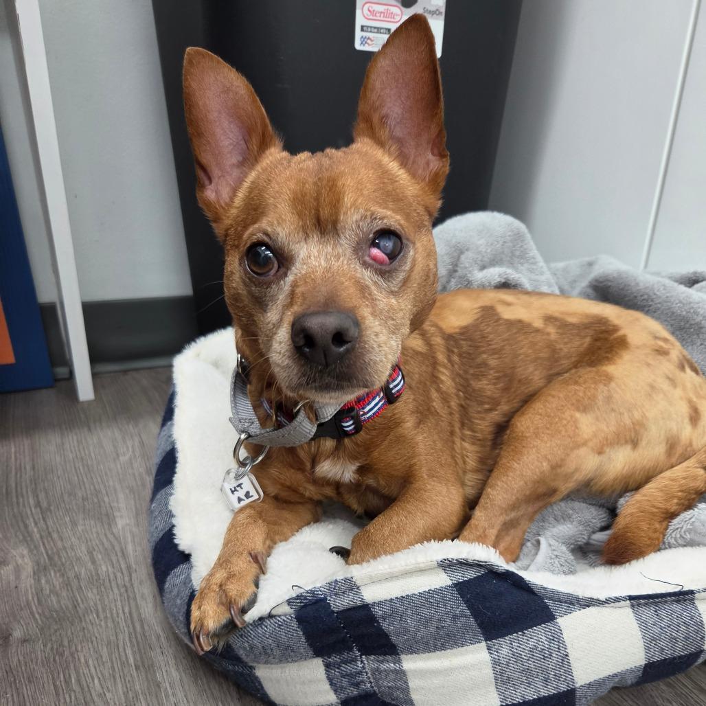 Frito, Adoptable, Adult Male Chihuahua.
