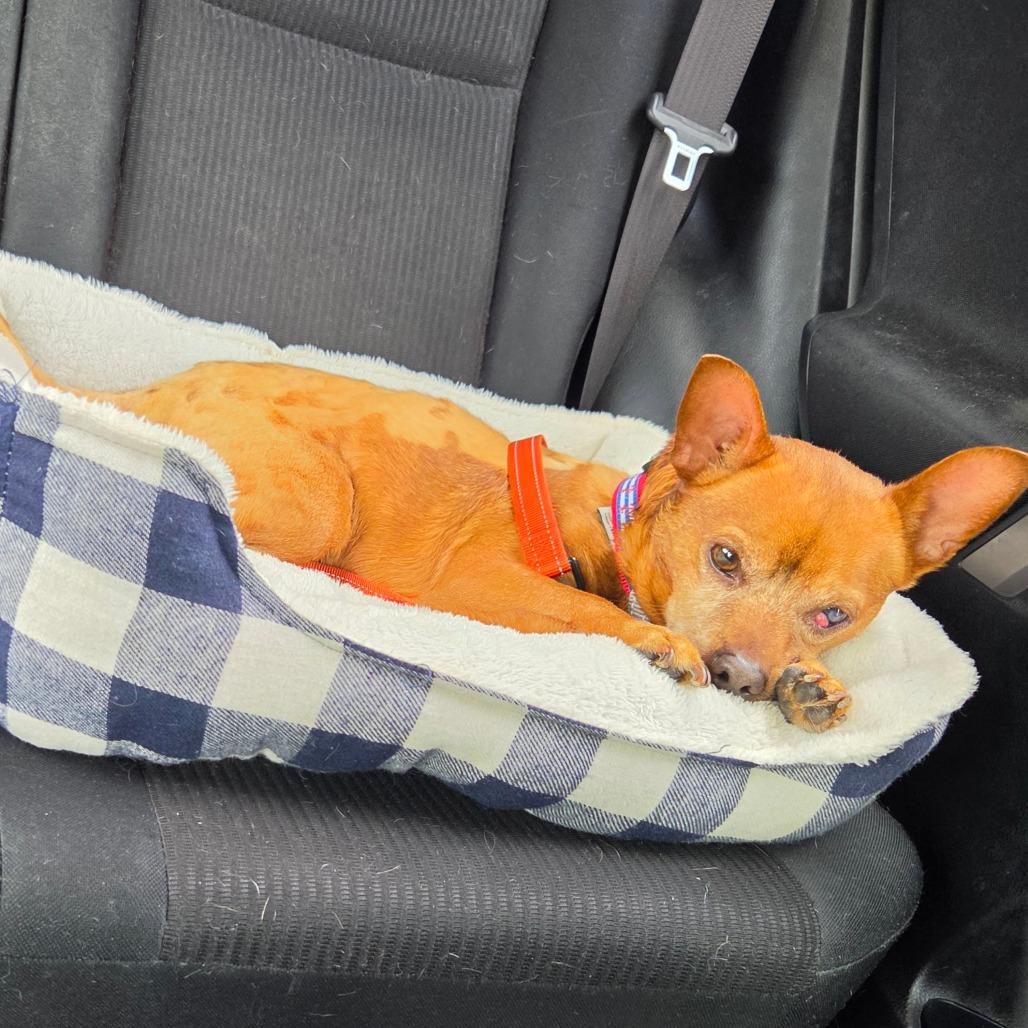 Enlarge Frito, a Adoptable Chihuahua in Fairfax, VA image 2/6