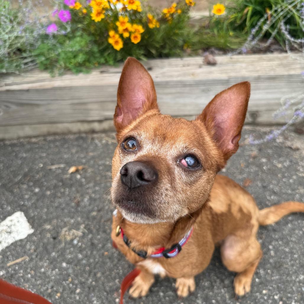Enlarge Frito, a Adoptable Chihuahua in Fairfax, VA image 3/6