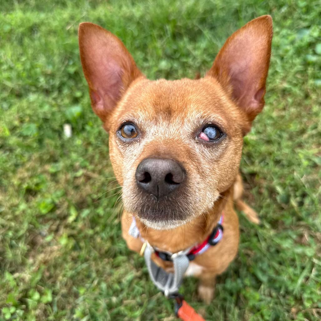 Enlarge Frito, a Adoptable Chihuahua in Fairfax, VA image 4/6