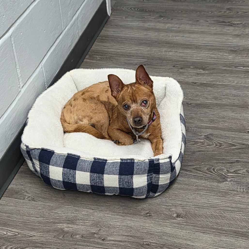 Enlarge Frito, a Adoptable Chihuahua in Fairfax, VA image 5/6