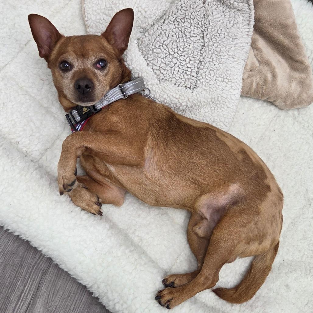 Enlarge Frito, a Adoptable Chihuahua in Fairfax, VA image 6/6