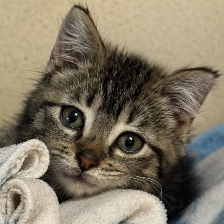 Enlarge Ernie, a ADOPTABLE Tabby in Fairfield, IA image 1/3