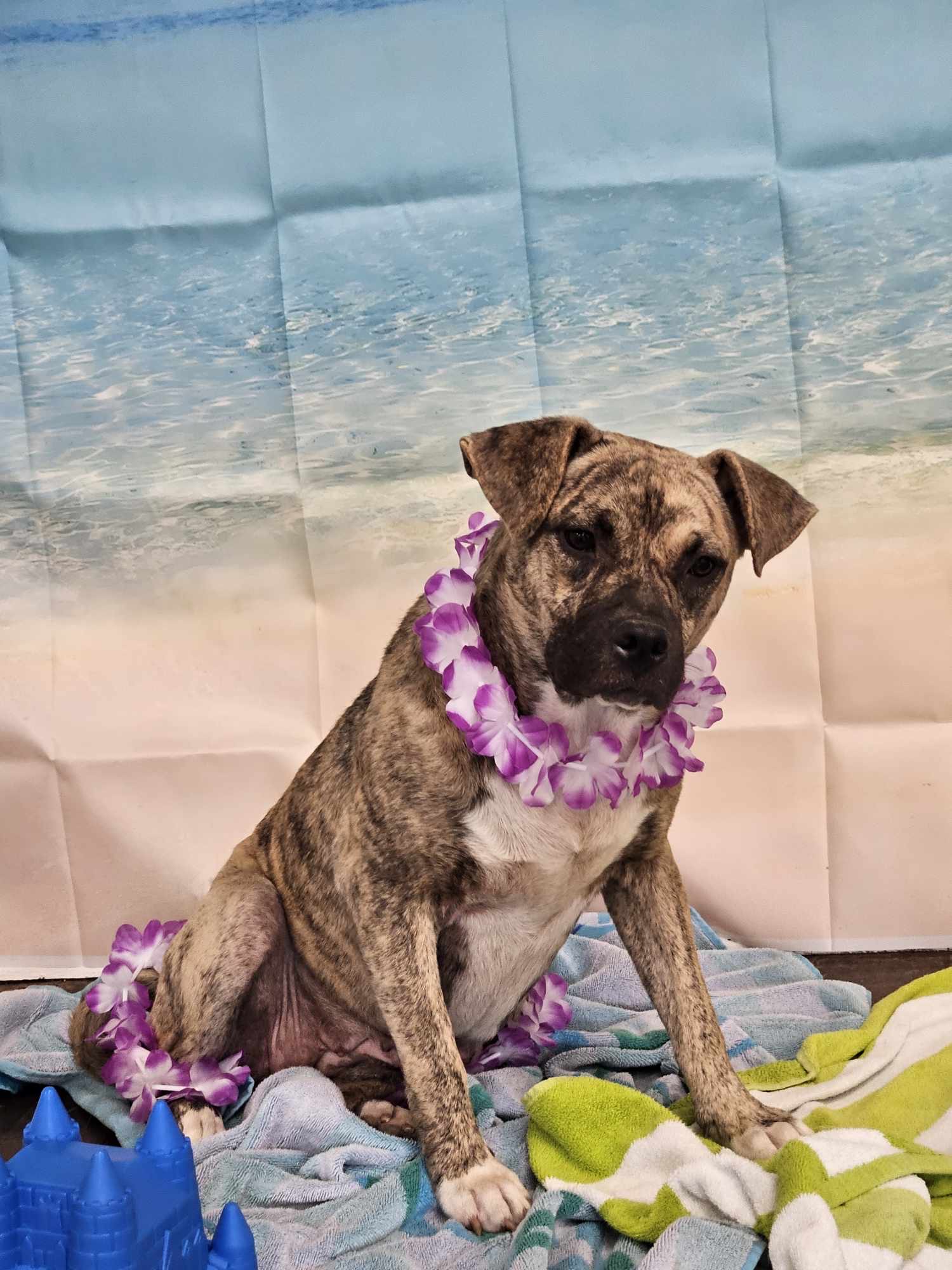 Enlarge Reggie, a Adoptable Mastiff in Boise , ID image 3/4