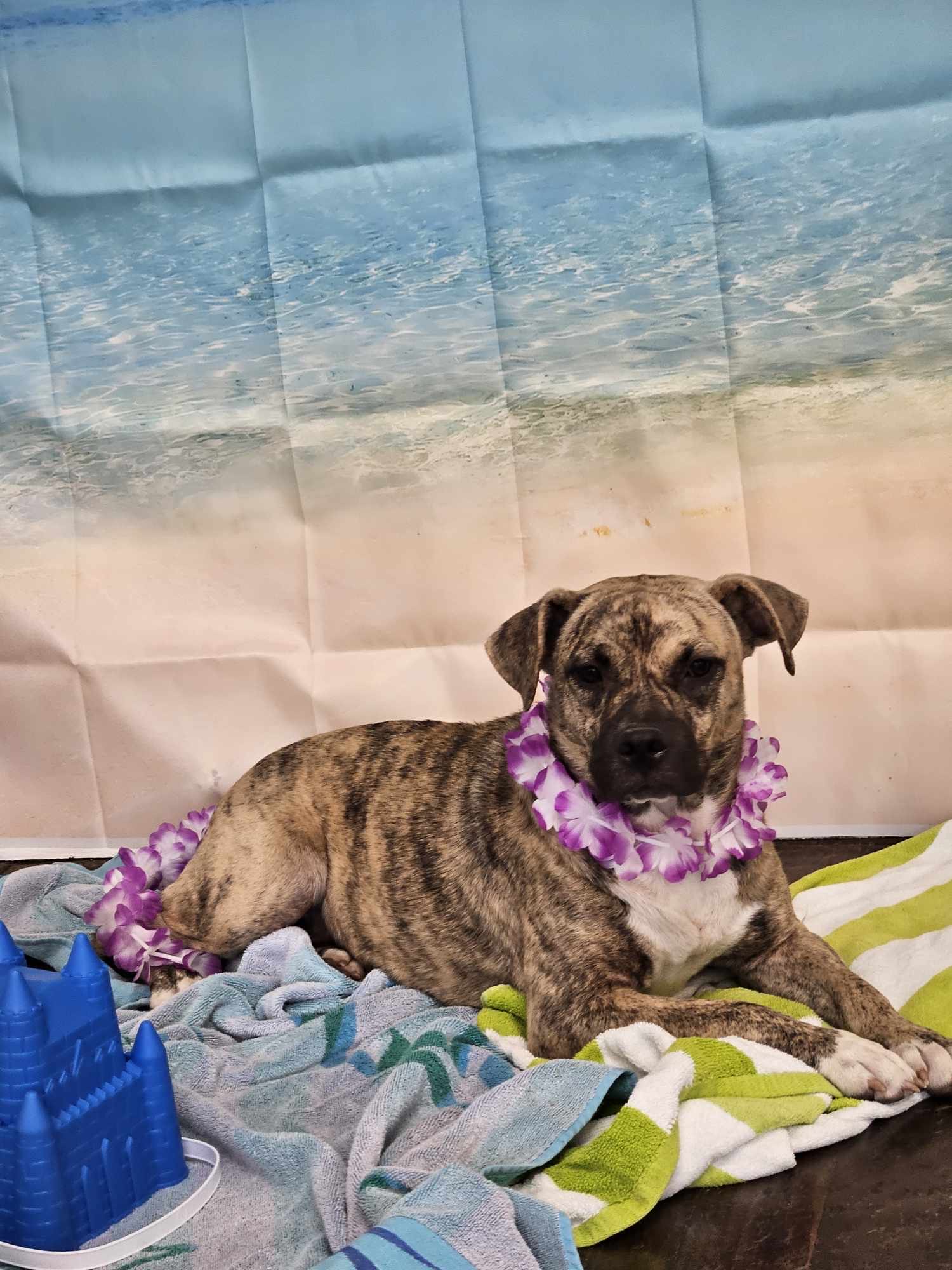 Reggie, Adoptable, Young Female Mastiff.