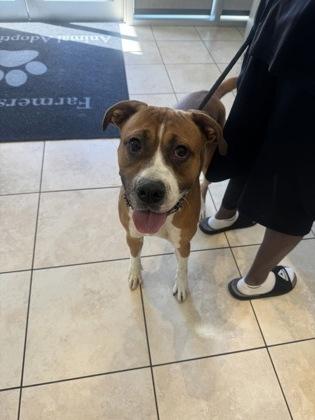 Gage, Adoptable, Adult Male Boxer & Mixed Breed.