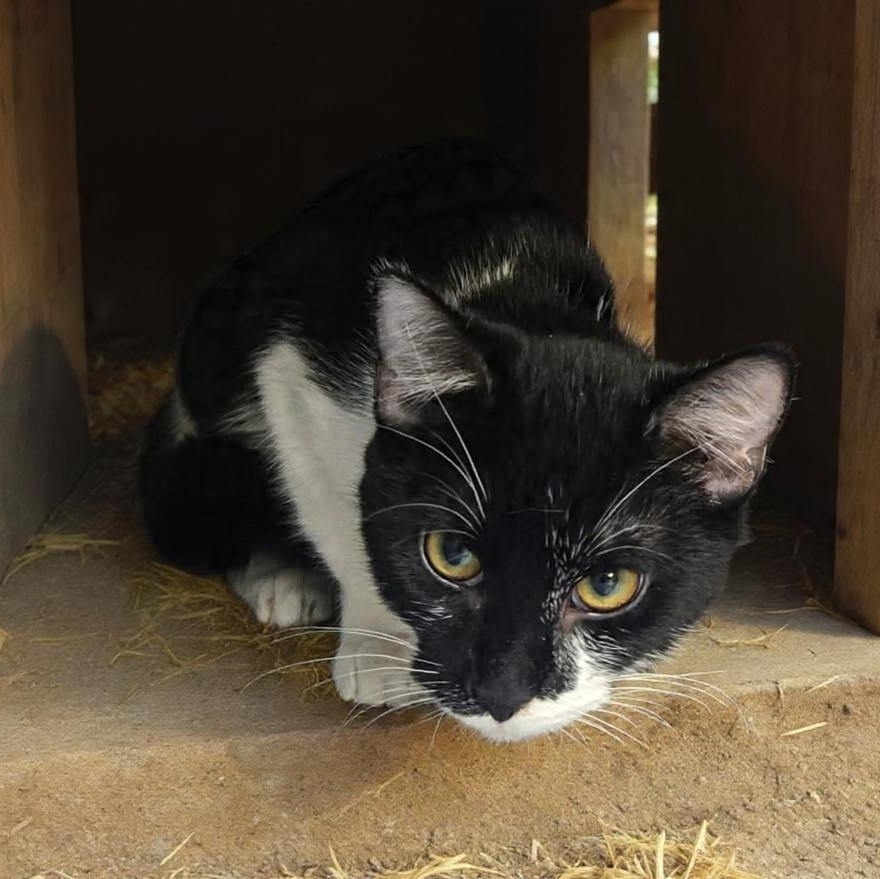 Enlarge Misha (Coming Soon...), a ADOPTABLE Domestic Short Hair in Xenia , OH image 4/4