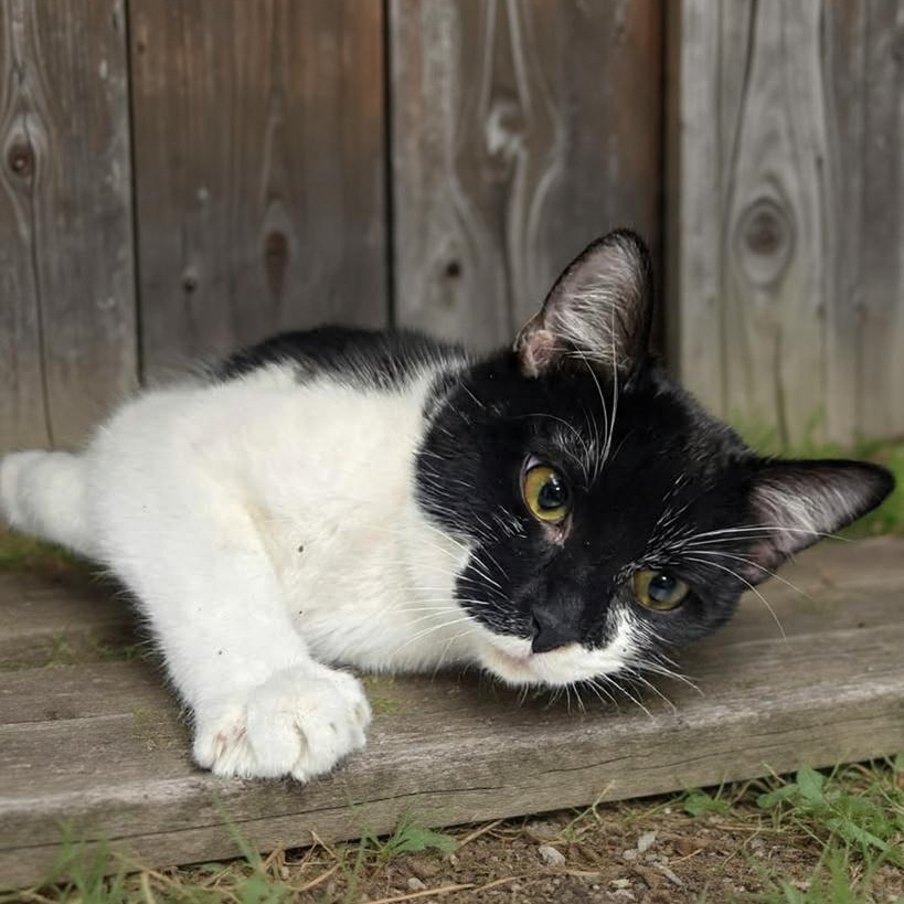 Misha (Coming Soon...), ADOPTABLE, Young Female Domestic Short Hair.