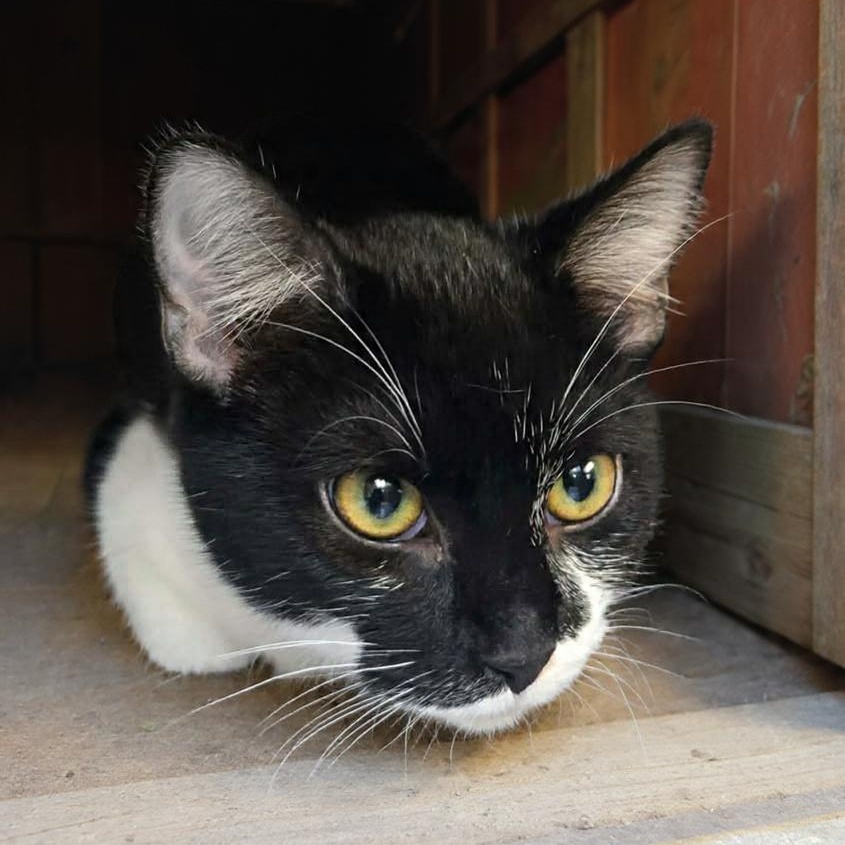 Enlarge Misha (Coming Soon...), a ADOPTABLE Domestic Short Hair in Xenia , OH image 3/4