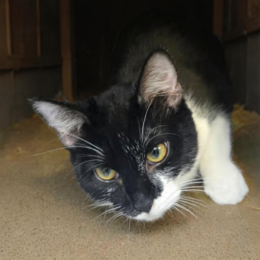 Enlarge Misha (Coming Soon...), a ADOPTABLE Domestic Short Hair in Xenia , OH image 2/4