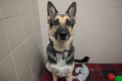 Enlarge Tyson, a Adoptable German Shepherd Dog in Woodbury, MN image 1/3