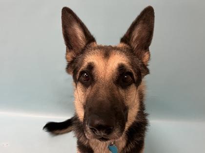 Enlarge Tyson, a Adoptable German Shepherd Dog in Woodbury, MN image 2/3