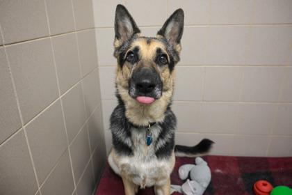 Enlarge Tyson, a Adoptable German Shepherd Dog in Woodbury, MN image 3/3