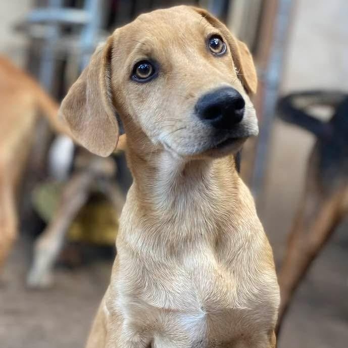 Porky PC, an adoptable Catahoula Leopard Dog, Labrador Retriever in Goliad, TX, 77963 | Photo Image 4