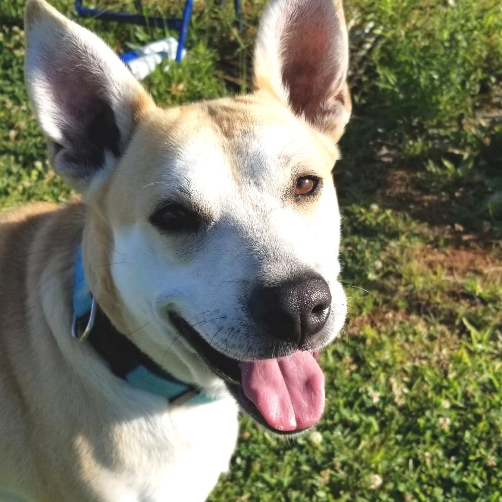 Arwen, Adoptable, Adult Female Mixed Breed.