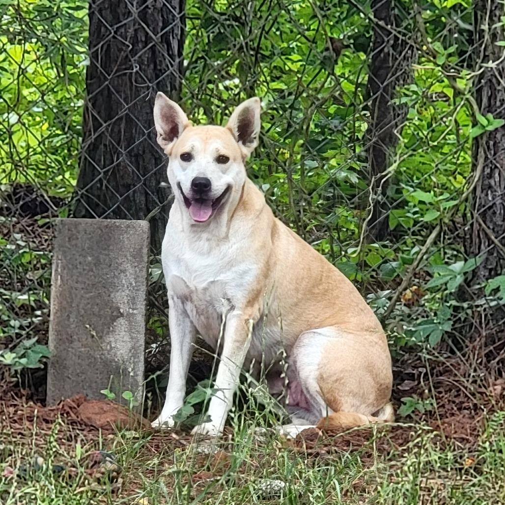 Enlarge Arwen, a Adoptable Mixed Breed in Valley, AL image 2/6