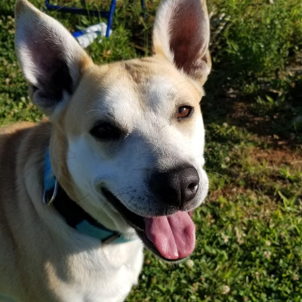 Arwen, Adoptable, Adult Female Mixed Breed.