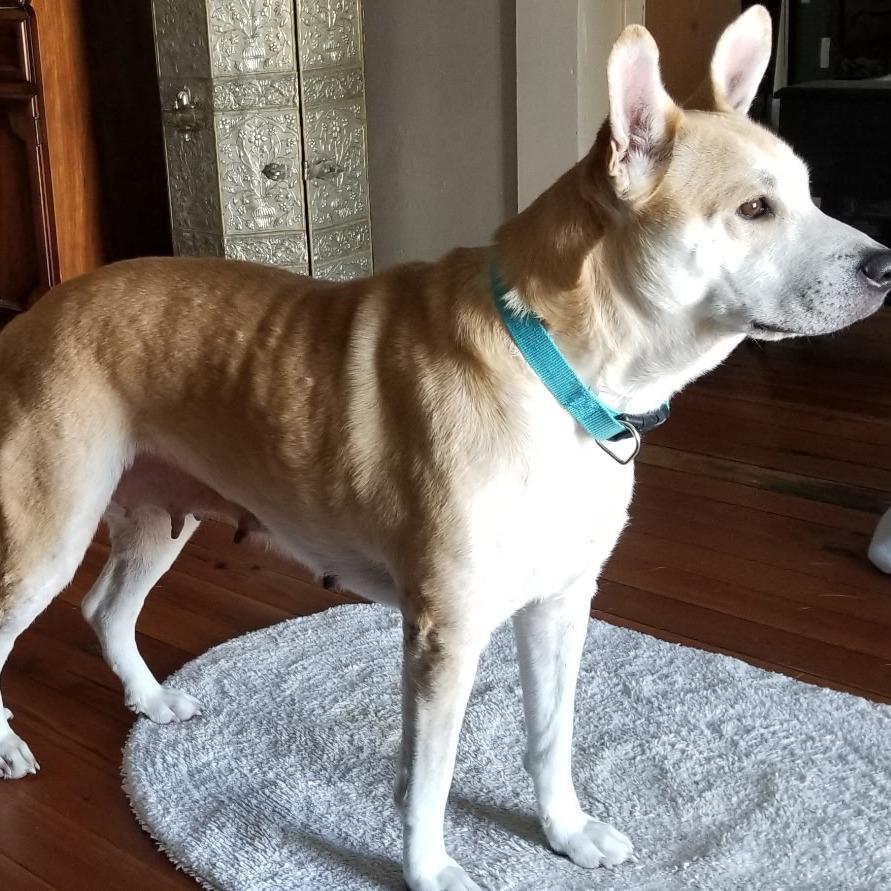 Arwen, Adoptable, Adult Female Mixed Breed.