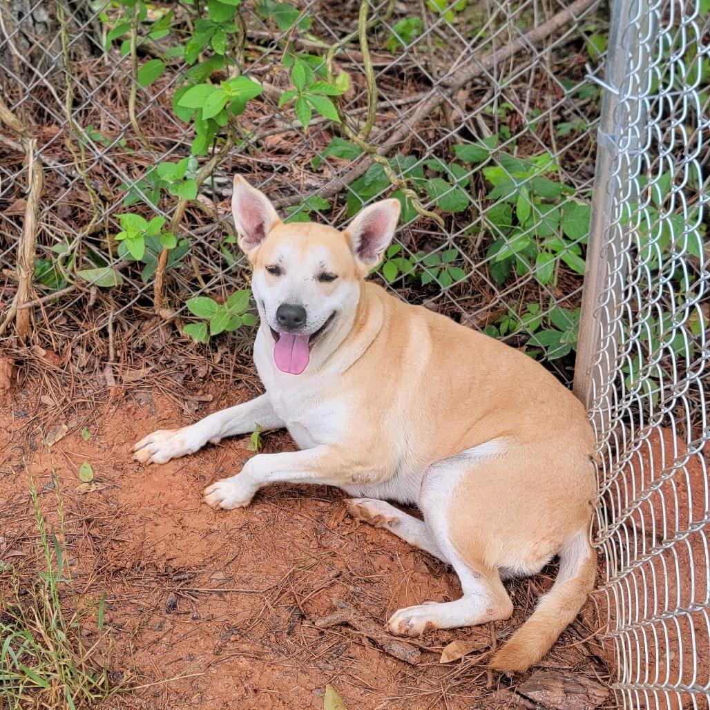 Enlarge Arwen, a Adoptable Mixed Breed in Valley, AL image 4/6