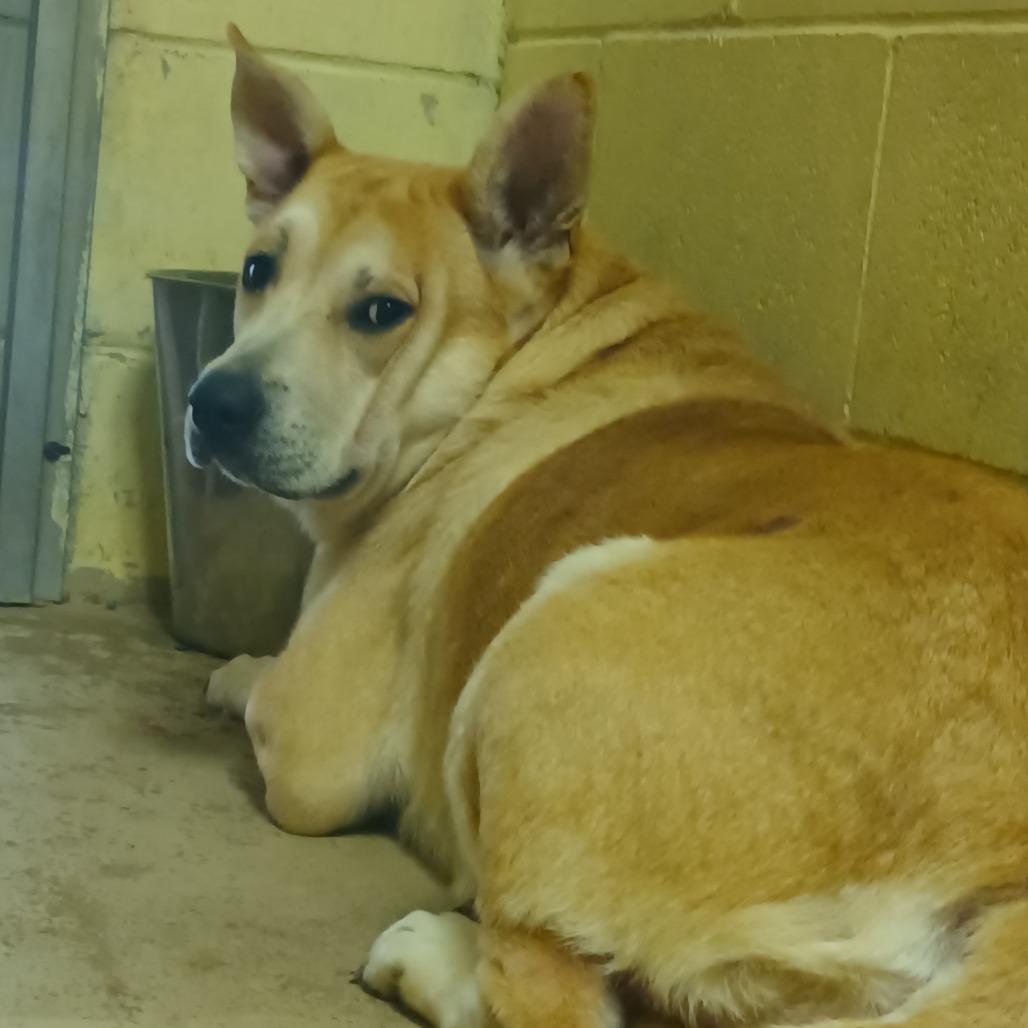 Enlarge Arwen, a Adoptable Mixed Breed in Valley, AL image 1/1