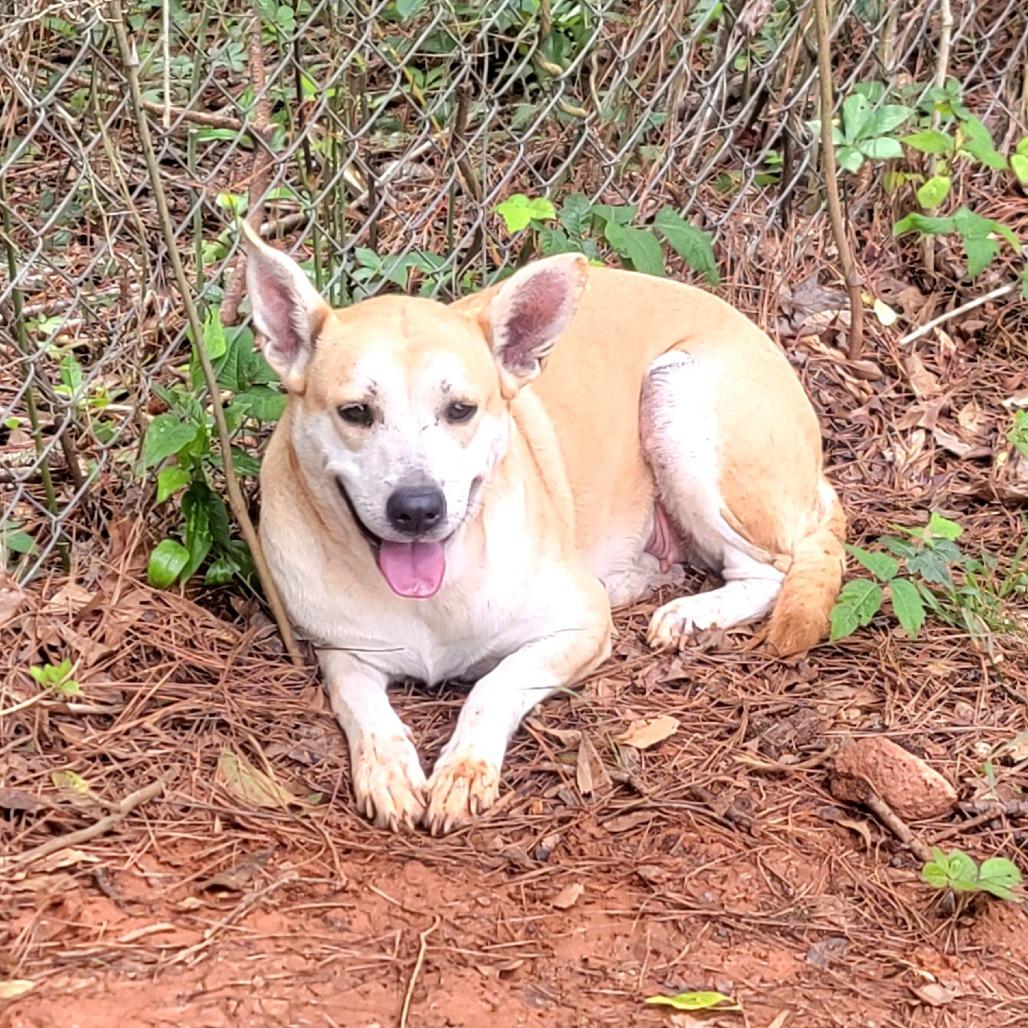 Enlarge Arwen, a Adoptable Mixed Breed in Valley, AL image 6/6