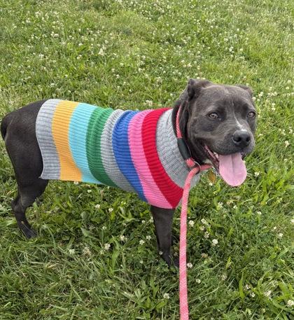 Enlarge Meredith, a ADOPTABLE Mixed Breed in Hamilton, OH image 5/6