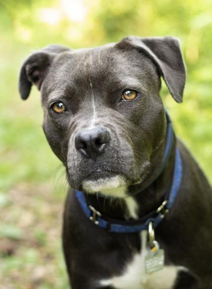 Enlarge Meredith, a ADOPTABLE Mixed Breed in Hamilton, OH image 6/6
