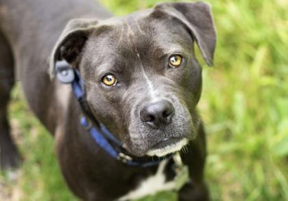 Meredith, ADOPTABLE, Young Female Mixed Breed.