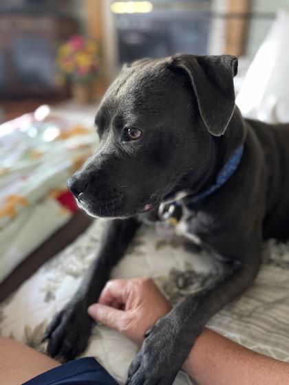 Enlarge Meredith, a ADOPTABLE Mixed Breed in Hamilton, OH image 4/6
