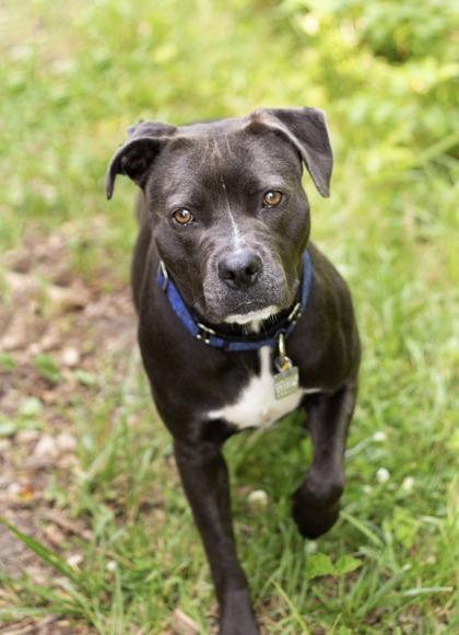 Enlarge Meredith, a ADOPTABLE Mixed Breed in Hamilton, OH image 2/6