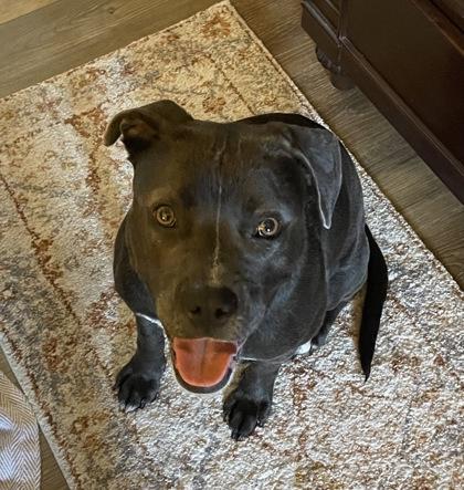 Enlarge Meredith, a ADOPTABLE Mixed Breed in Hamilton, OH image 3/6
