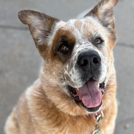Buddy D11099, Adoptable, Adult Male Cattle Dog & Shepherd.