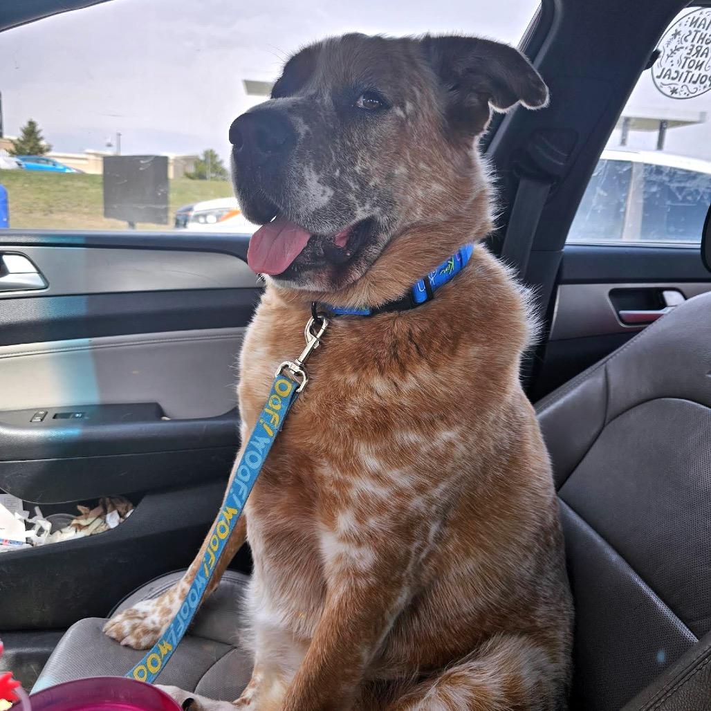 Enlarge Buddy D11099, a Adoptable mixed breed in Savage, MN image 3/5