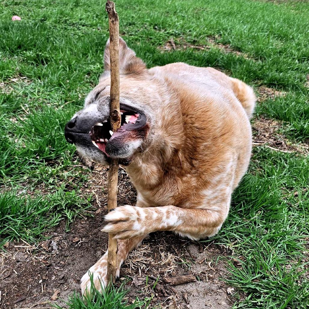 Enlarge Buddy D11099, a Adoptable mixed breed in Savage, MN image 4/5