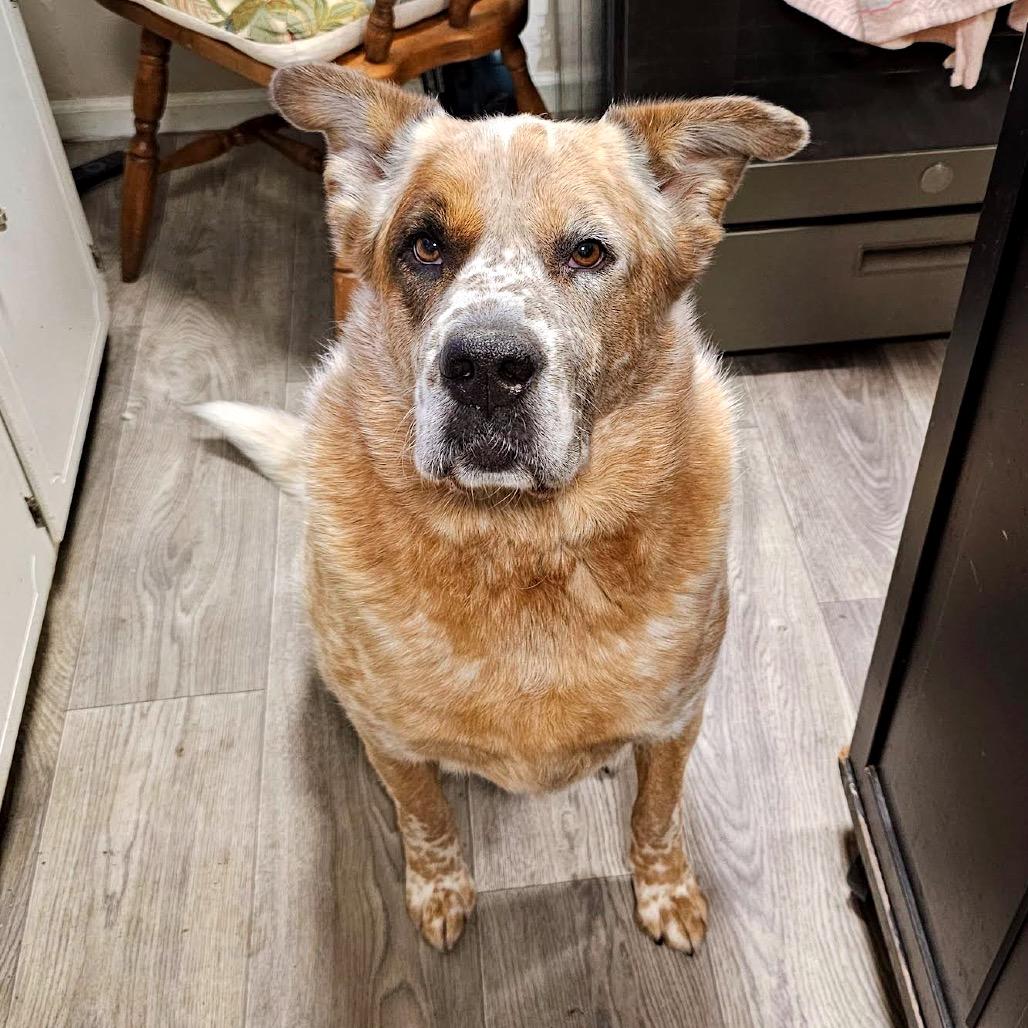 Enlarge Buddy D11099, a Adoptable mixed breed in Savage, MN image 5/5
