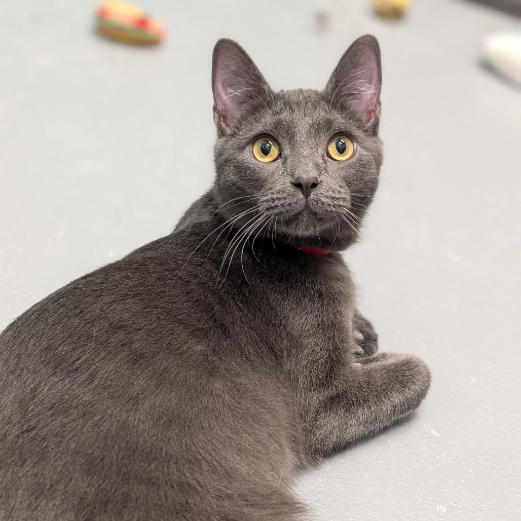 Enlarge Straw, an adoptable Domestic Short Hair in Cape Girardeau, MO image 4/5