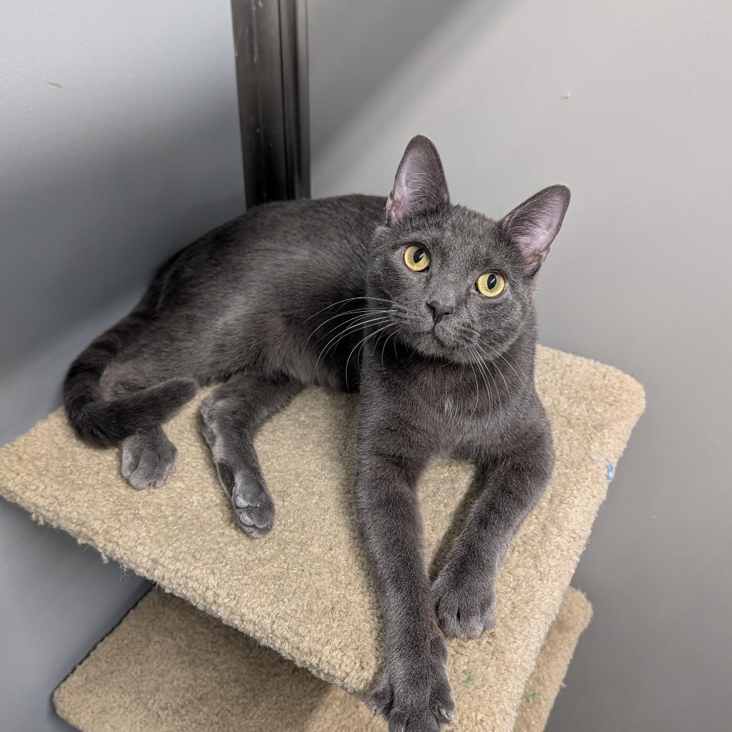 Enlarge Straw, an adoptable Domestic Short Hair in Cape Girardeau, MO image 2/5