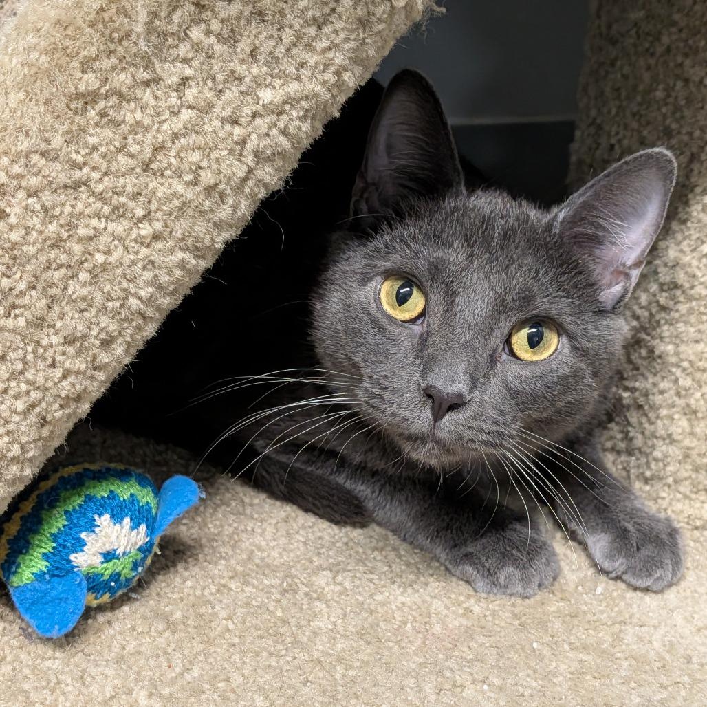 Enlarge Straw, an adoptable Domestic Short Hair in Cape Girardeau, MO image 5/5