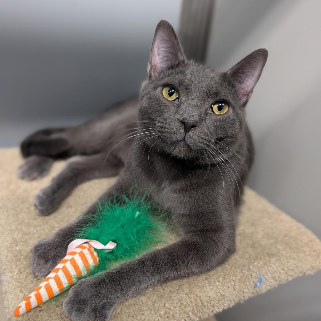 Enlarge Straw, an adoptable Domestic Short Hair in Cape Girardeau, MO image 1/5