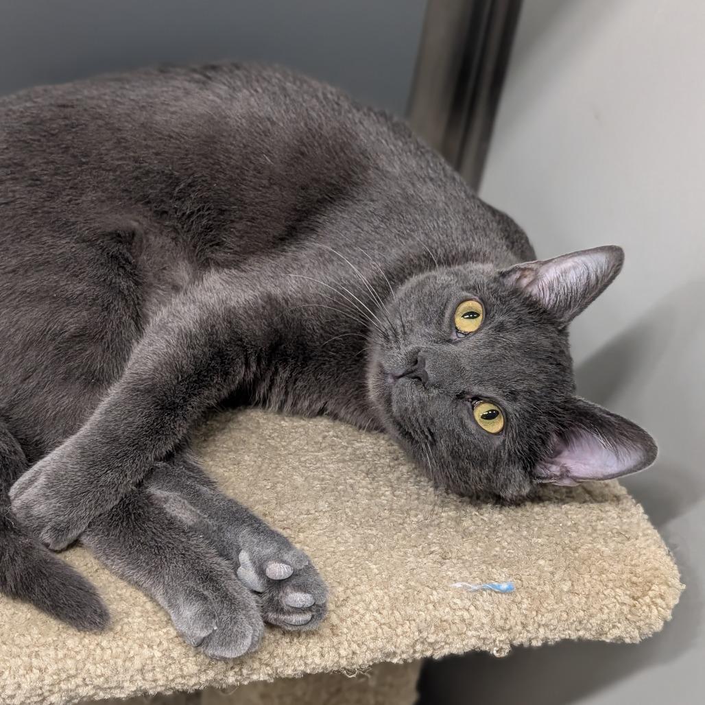 Enlarge Straw, an adoptable Domestic Short Hair in Cape Girardeau, MO image 3/5