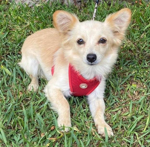 Starlight, Adopted, Puppy Female Papillon & Chihuahua.