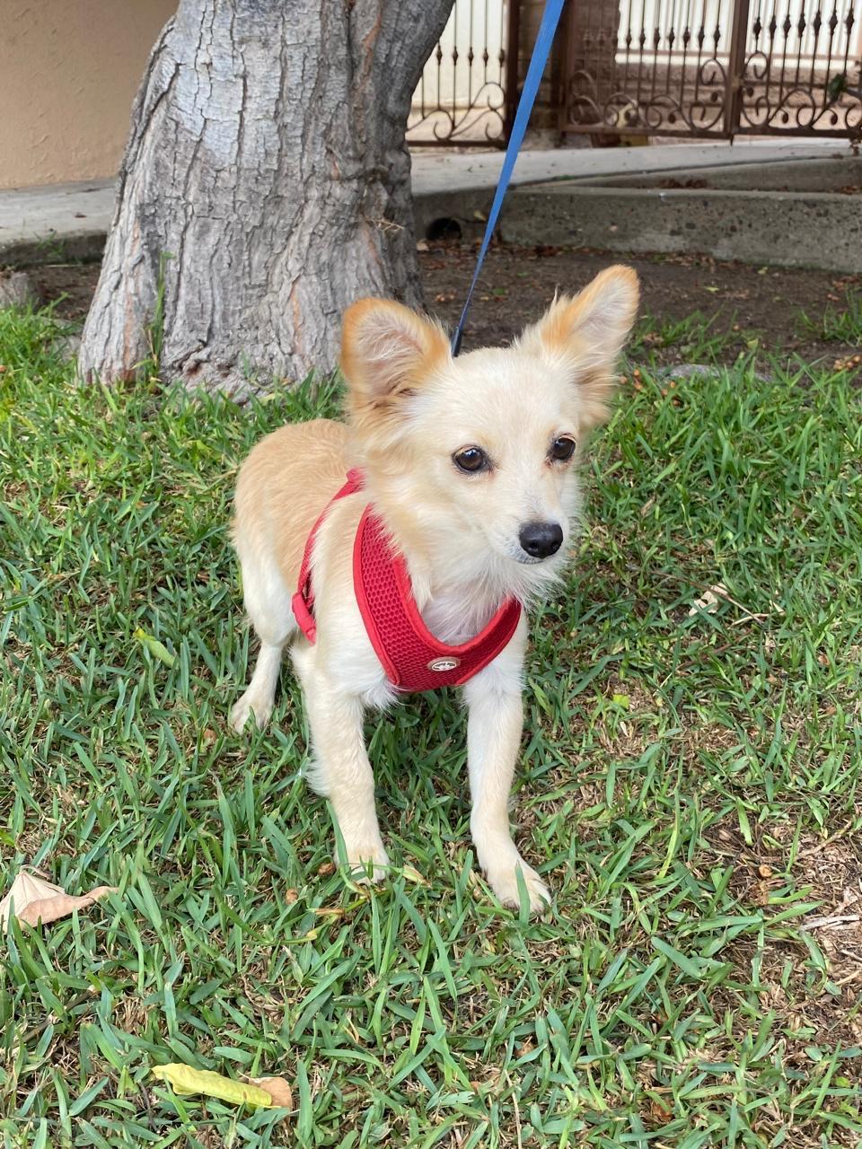 Enlarge Starlight, a Adopted mixed breed in San Diego, CA image 2/2