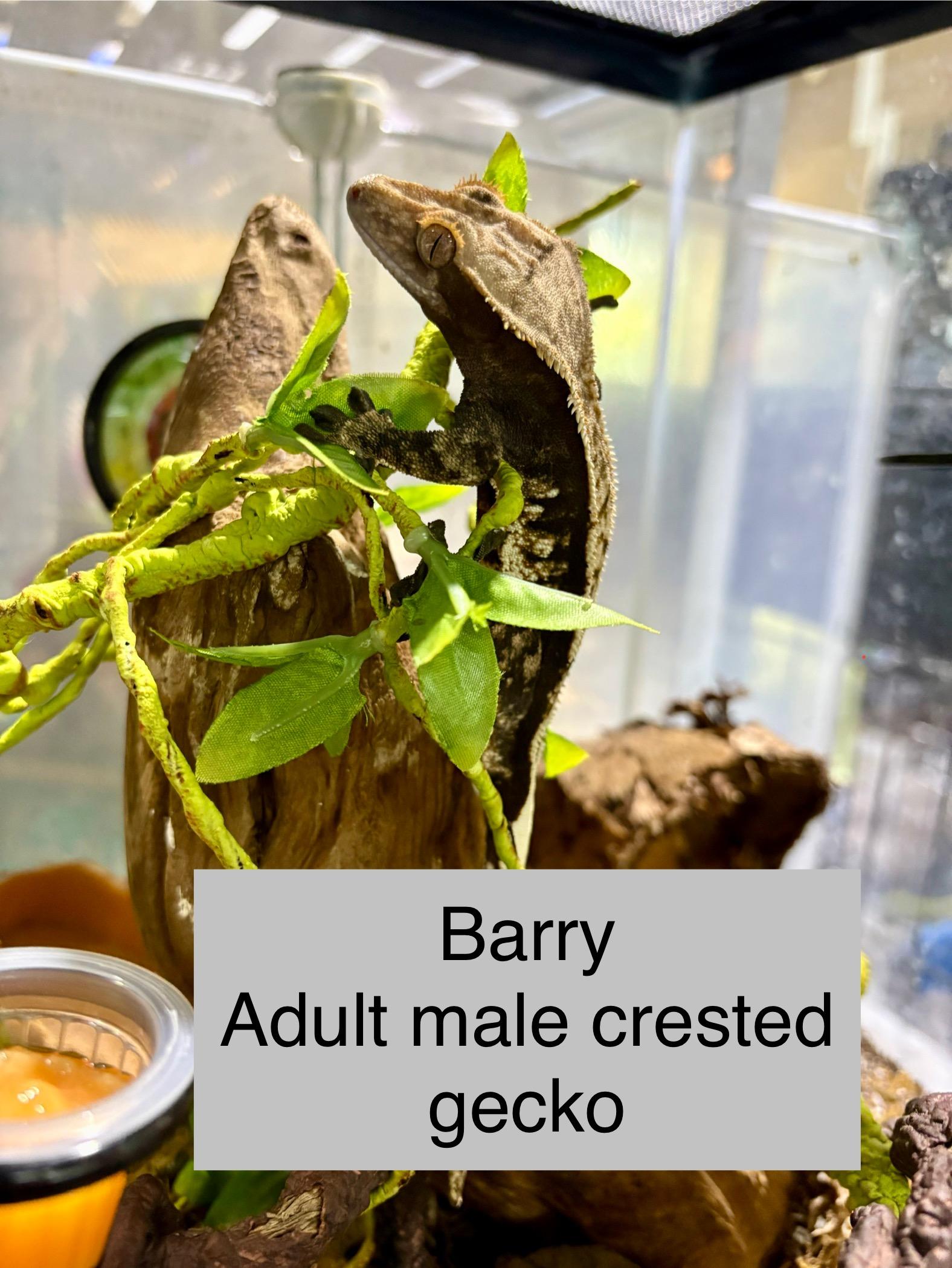 Barry, Adoptable, Adult Male Gecko.