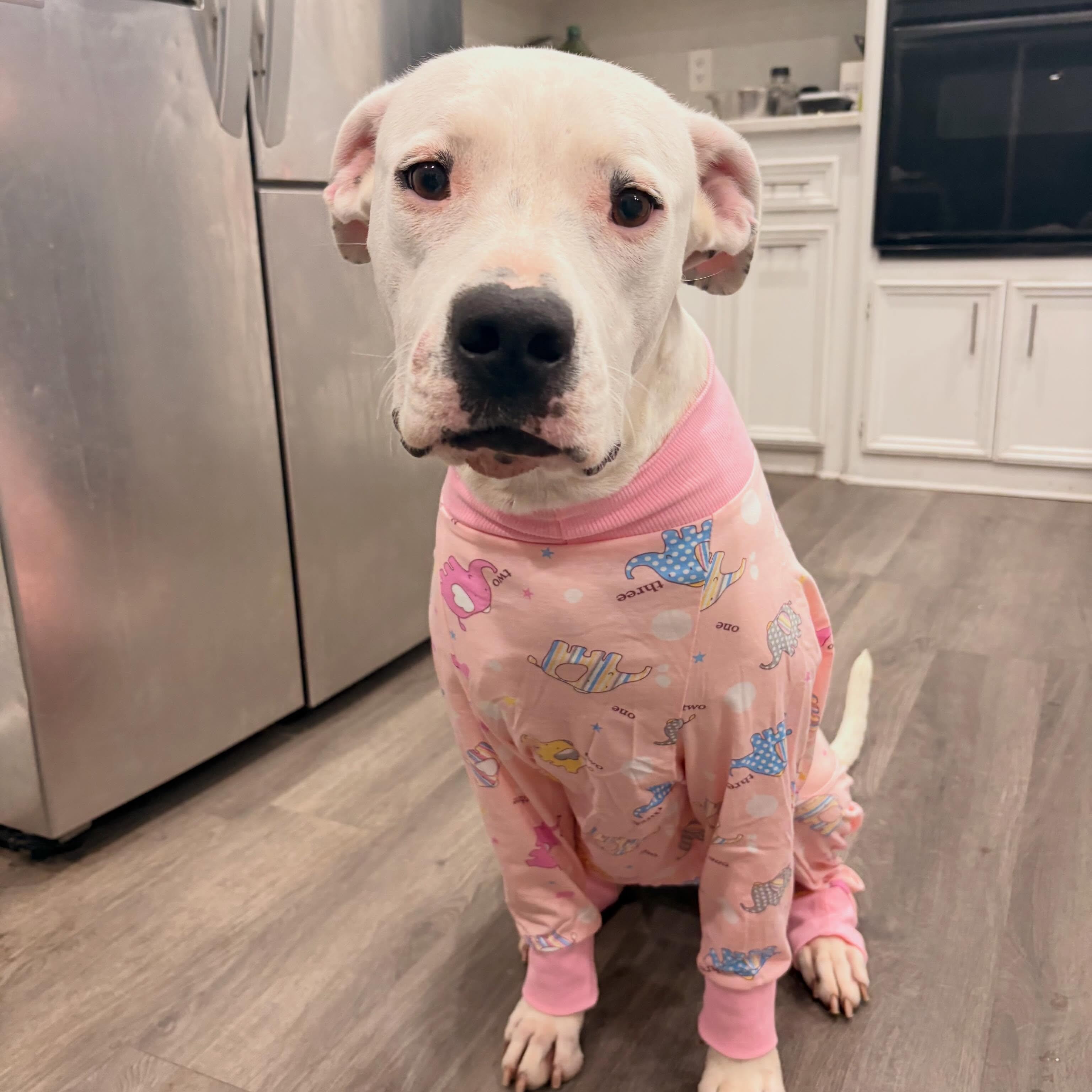 Enlarge Boni, a Adoptable mixed breed in Burlington , VT image 4/6