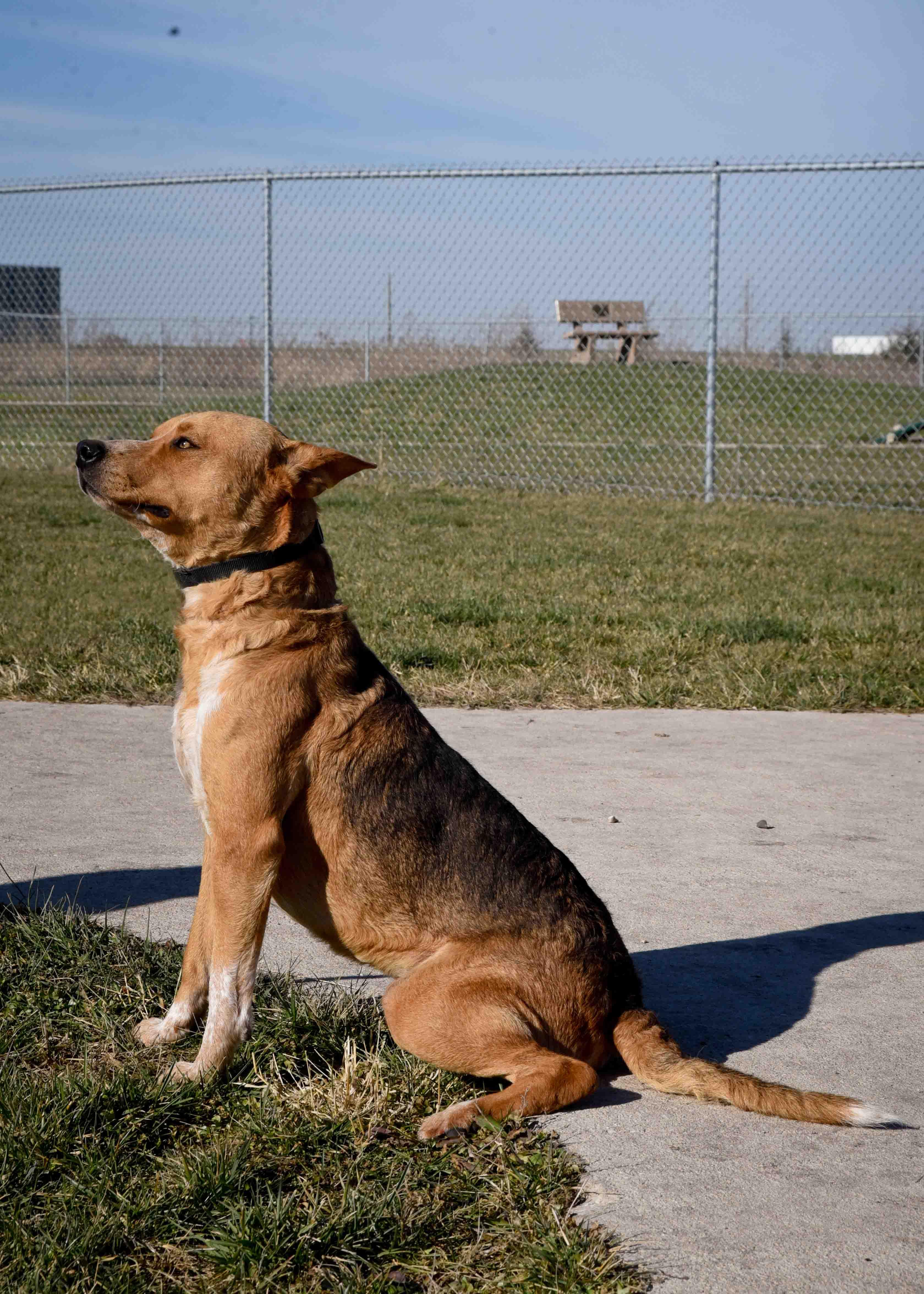 Jack, a Adoptable mixed breed in Jefferson, IA image 3/3