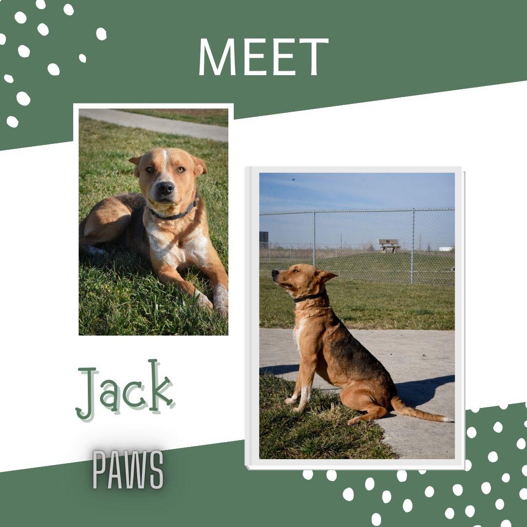 Jack, a Adoptable mixed breed in Jefferson, IA image 1/3