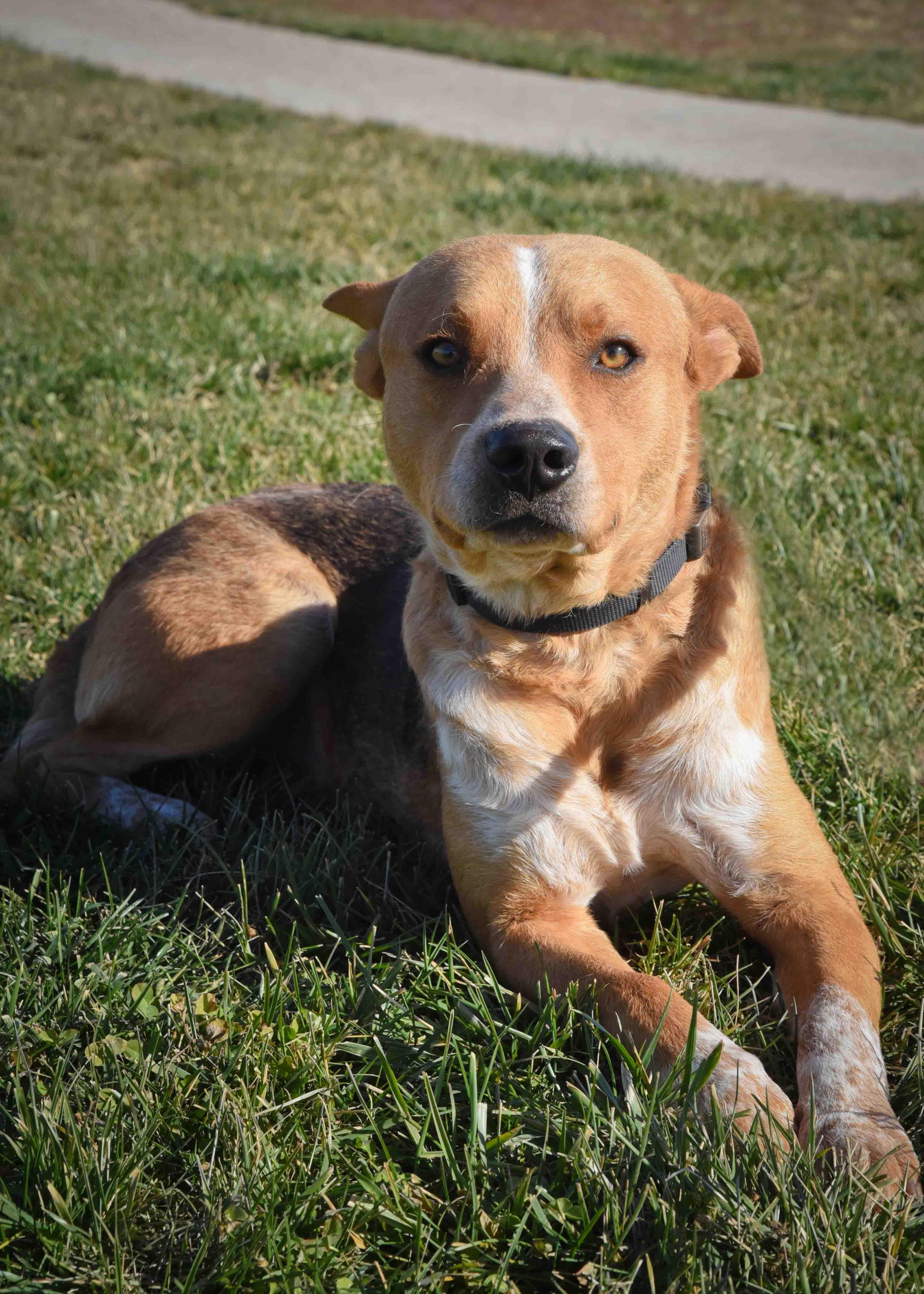 Jack, a Adoptable mixed breed in Jefferson, IA image 2/3
