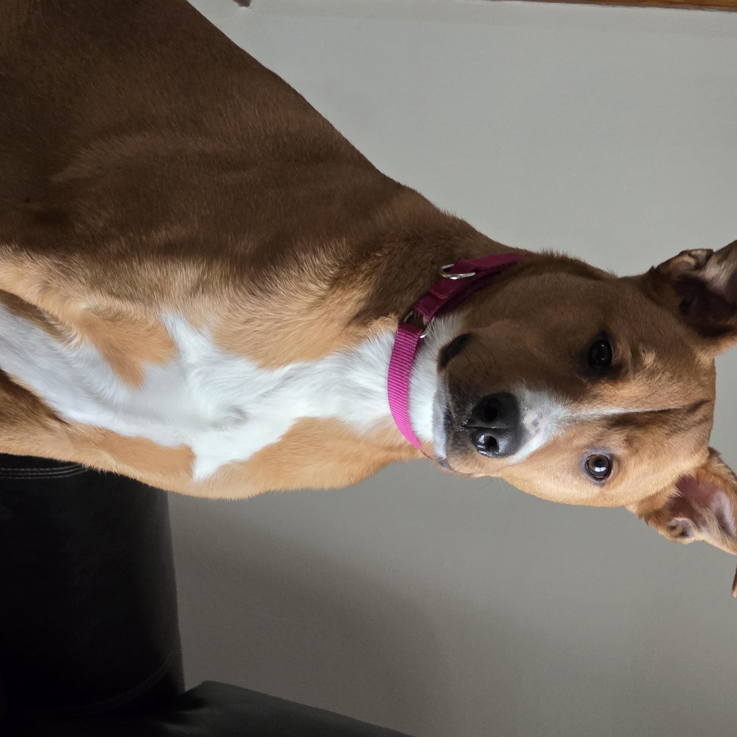 Marley, a Adoptable mixed breed in Southington, CT image 1/2